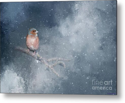 Chaffinch Metal Print featuring the photograph Chaffinch on a Cold Winter Day by Eva Lechner