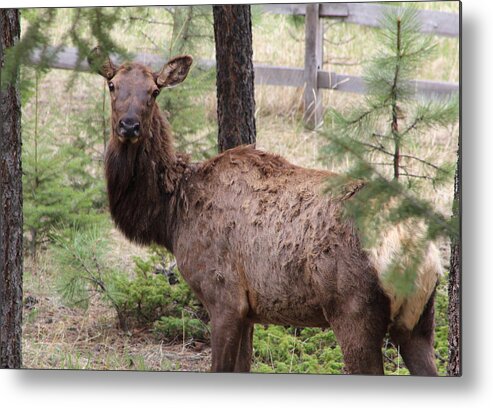 Elk Metal Print featuring the photograph Checking Each Other Out by Fiona Kennard