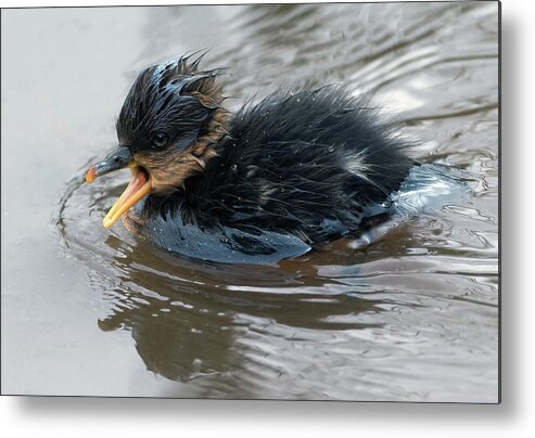 Merganser Metal Print featuring the photograph Cheeping Chick by Art Cole