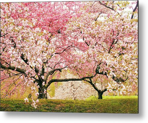 Cherry Trees Metal Print featuring the photograph Cherry Delight by Jessica Jenney