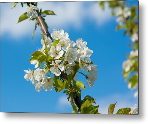 Cherry Metal Print featuring the photograph Cherry Tree Blossoms by Andreas Berthold