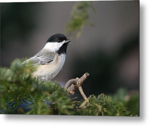Birds Metal Print featuring the photograph Chickadee in balsam tree by Sue Capuano