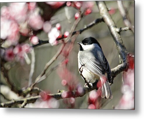 Birds Metal Print featuring the photograph Chickadee by Trina Ansel