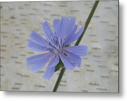 Backdrop Metal Print featuring the photograph Chicory by Michael Peychich