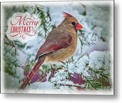 Cardinal Metal Print featuring the photograph Christmas Cardinal by Cathy Kovarik