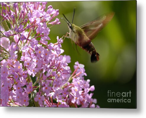 Hummingbird Clearwing Metal Print featuring the photograph Clearwing Pink by Randy Bodkins