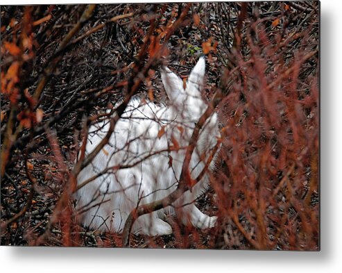Climate-change Metal Print featuring the photograph Climate-Change-Hindered Hiding Hare by Ted Keller