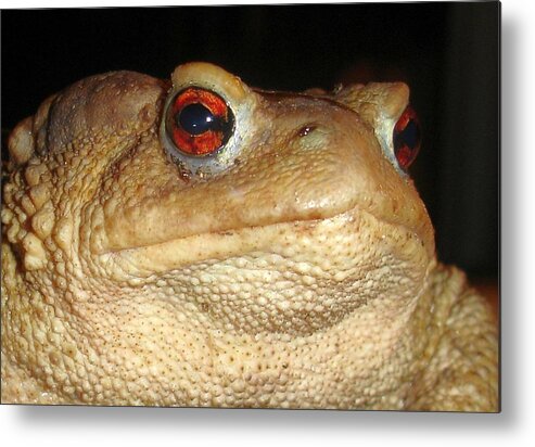 Amphibian Metal Print featuring the photograph Close Up Portrait of A Common Toad by Taiche Acrylic Art