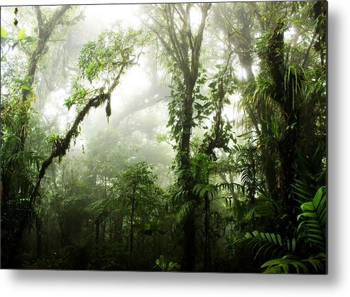#faatoppicks Metal Print featuring the photograph Cloud Forest by Nicklas Gustafsson