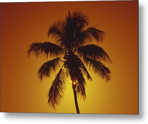 Coconut Palm Metal Print featuring the photograph Coconut palm tree sunset by Gary Corbett
