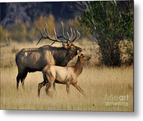 Nature Metal Print featuring the photograph Colorado Elk by Nava Thompson