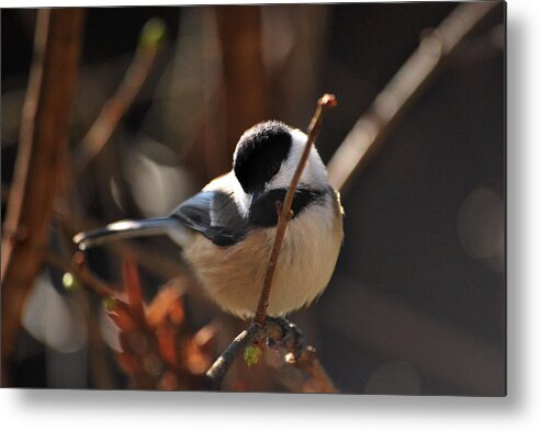 Bird Metal Print featuring the photograph Come Fly With Me by Lori Tambakis