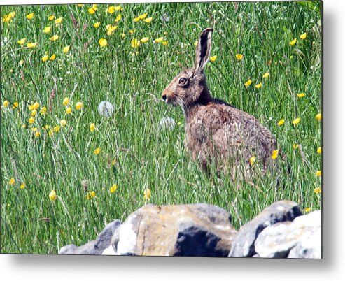 Hare Metal Print featuring the photograph Common Hare by Bob Kemp
