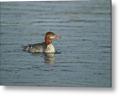 Common Metal Print featuring the photograph Common Merganser 9814 by Michael Peychich