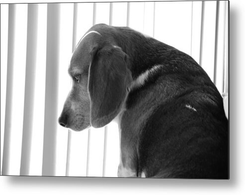 Beagle Metal Print featuring the photograph Contemplative Beagle by Jennifer Ancker