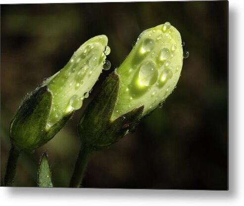 Morning Metal Print featuring the photograph Cool Morning Dew by James Barber