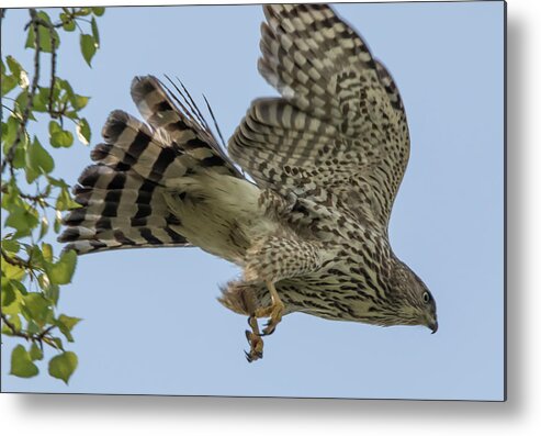 California Metal Print featuring the photograph Cooper's Hawk in Flight by Marc Crumpler