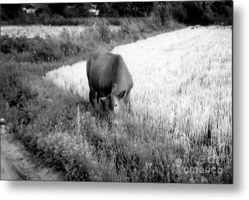 Old Town Lijiang Metal Print featuring the photograph Cow Grazing by FineArtRoyal Joshua Mimbs