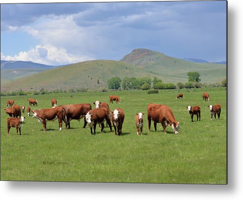 Cows Metal Print featuring the photograph Cows and Calves by Kae Cheatham