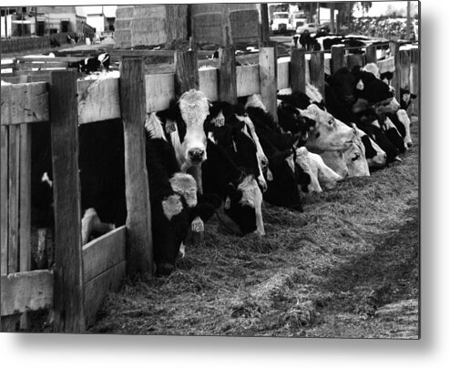 Cows Metal Print featuring the photograph Cows in Black and White by Angie Tirado