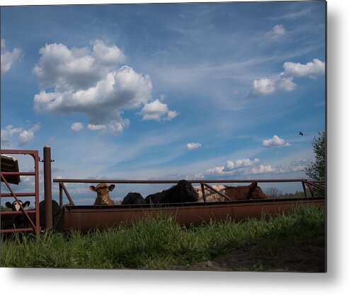 Cow Metal Print featuring the photograph Cows on the Farm by Holden The Moment