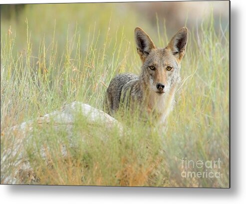 Coyote Metal Print featuring the photograph Coyote Gazing by Lisa Manifold