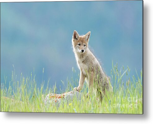 Coyote Pup Metal Print featuring the photograph Coyote Pup 2017 by Shannon Carson