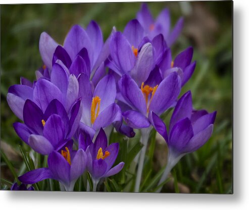 Floral Metal Print featuring the photograph Crocus Cluster by Shirley Mitchell