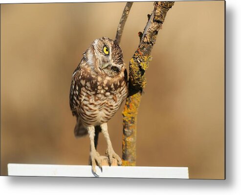 Cute Burrowing Owl Metal Print featuring the photograph Cute burrowing owl by Lynn Hopwood