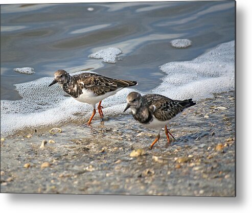 Sandpiper Metal Print featuring the photograph Cute Couple by Kenneth Albin