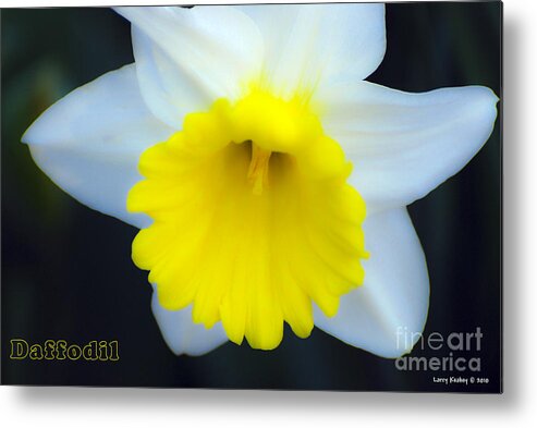 Daffodil Metal Print featuring the photograph Daffodil by Larry Keahey
