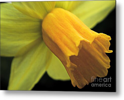 Daffodil Metal Print featuring the photograph Daffodil - Narcissus - Portrait by Martyn Arnold
