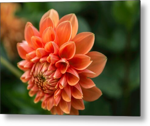 Florals Metal Print featuring the photograph Dahlia Petals by Arlene Carmel