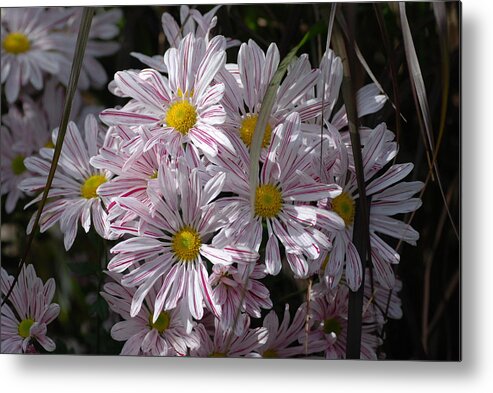 Daisy Flowers Metal Print featuring the photograph Daisies by Don Wright