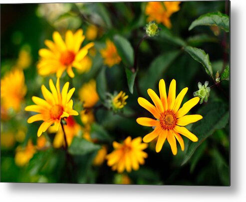 Yellow Metal Print featuring the photograph Daisies by Todd Klassy