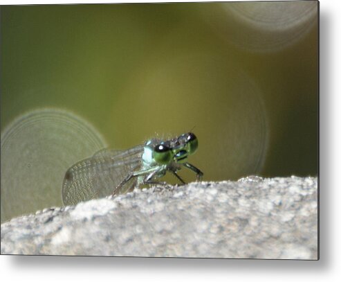 Insect Metal Print featuring the photograph Big Beautiful Eyes by Marilyn Wilson