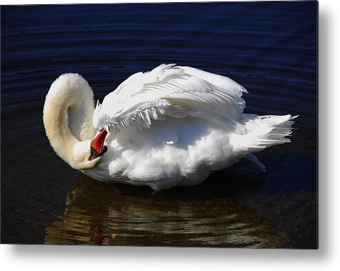 Swan Metal Print featuring the photograph Dance of the Swan by AnnaJanessa PhotoArt