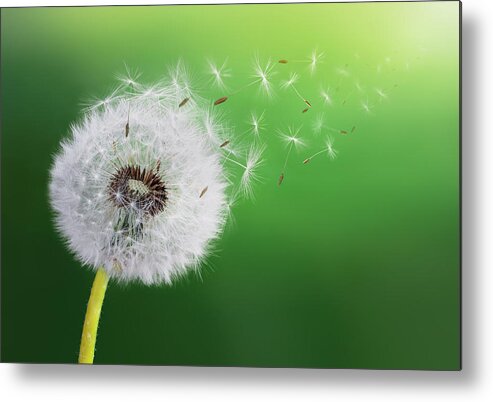 Abstract Metal Print featuring the photograph Dandelion seed by Bess Hamiti