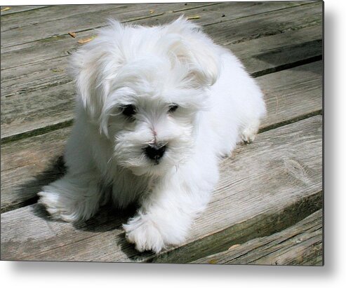 Maltese Puppy Dog White Photo Bj Redmond Metal Print featuring the photograph Dani by BJ Redmond