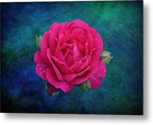 Floral Metal Print featuring the photograph Dark Pink Rose by Sandy Keeton