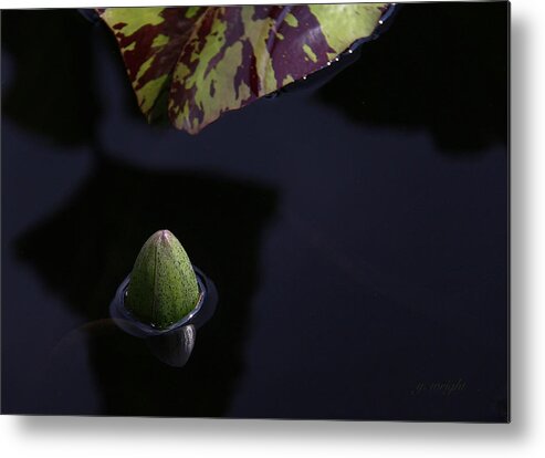 Water Lily Metal Print featuring the photograph Dark Water by Yvonne Wright
