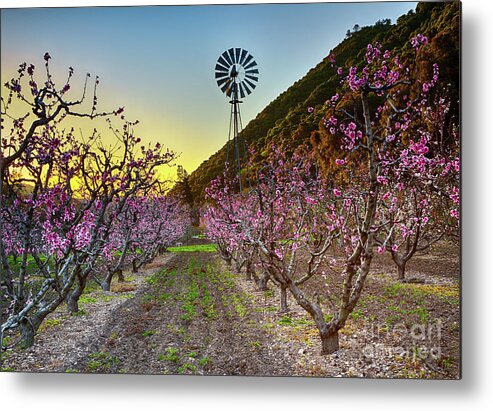 Landscape Metal Print featuring the photograph Dawn In The Orchard by Mimi Ditchie