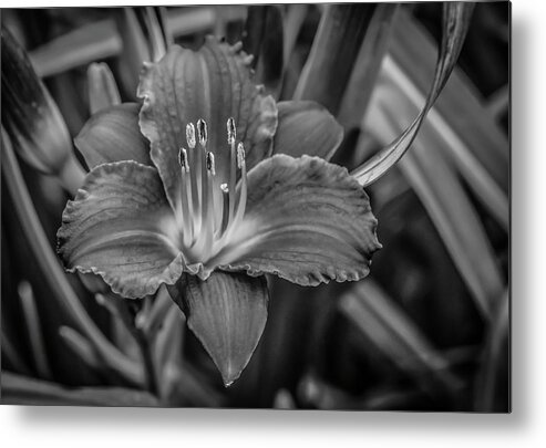 Day Lilly Metal Print featuring the photograph Day Lilly by Ray Congrove