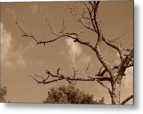 Sepia Metal Print featuring the photograph Dead Wood by Rob Hans