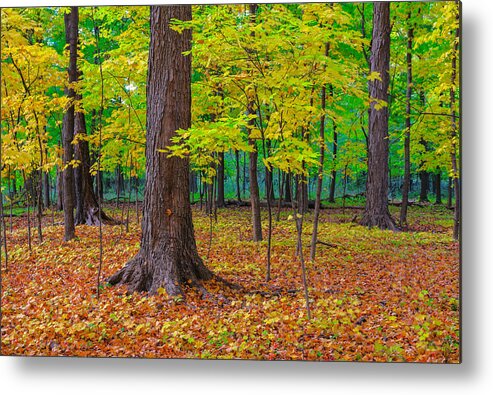 Forest Metal Print featuring the photograph Decidedly Autumn by Todd Bannor