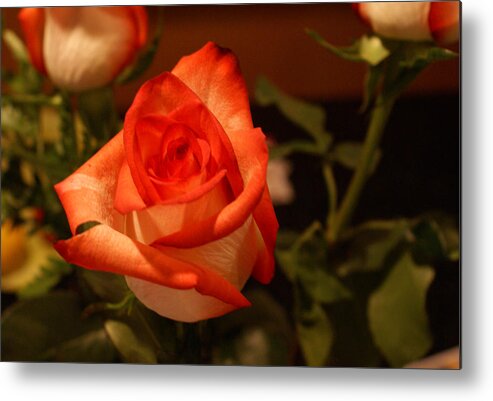 Roses Metal Print featuring the photograph Desert Rose by Richard Coletti
