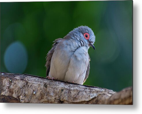 Diamond Dove Metal Print featuring the photograph Diamond Dove by John Poon