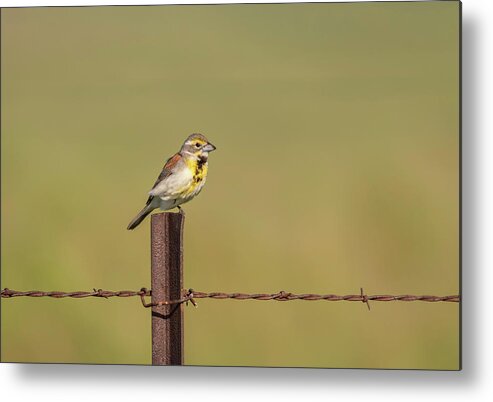Dickcissel Metal Print featuring the photograph Dickcissel 2017-4 by Thomas Young