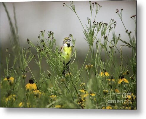 Nature Metal Print featuring the photograph Dickcissel With Mexican Hat by Robert Frederick