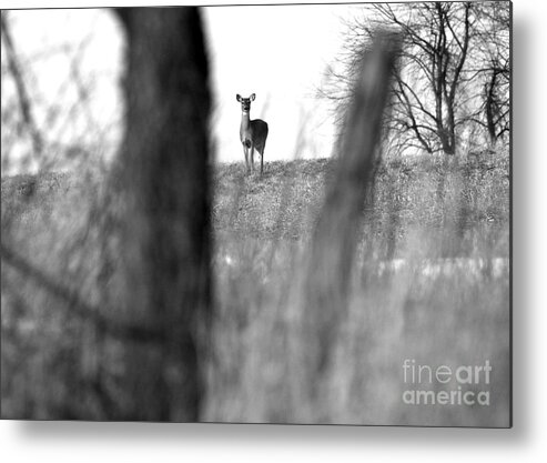Scene Metal Print featuring the photograph Doe in Autumn Black and White by Angela Rath